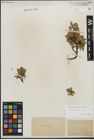 Foto von Salix kitaibeliana Willd.